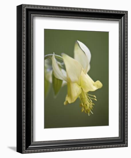 Yellow Columbine (Aquilegia Flavescens), Glacier National Park, Montana, USA, North America-James Hager-Framed Photographic Print