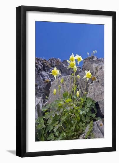 Yellow Columbine (Aquilegia Flavescens)-Bob Gibbons-Framed Photographic Print