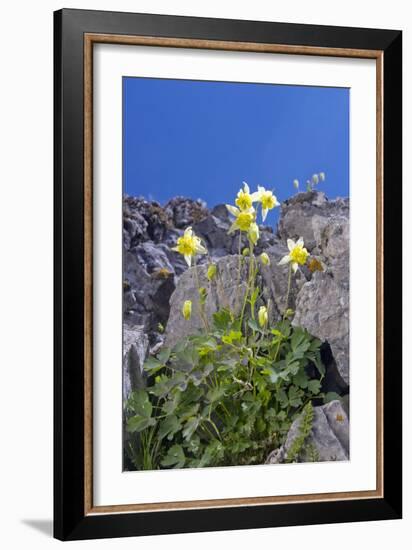 Yellow Columbine (Aquilegia Flavescens)-Bob Gibbons-Framed Photographic Print