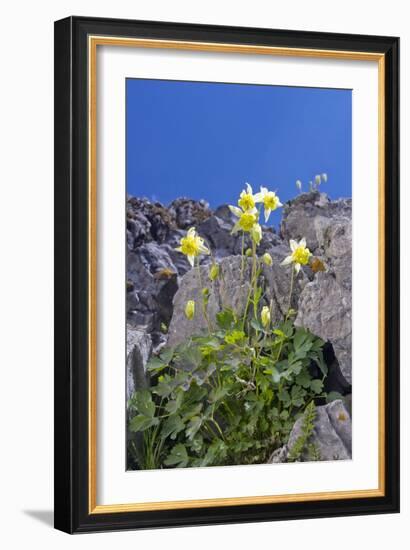 Yellow Columbine (Aquilegia Flavescens)-Bob Gibbons-Framed Photographic Print