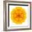 Yellow Concentric Marigold Mandala Flower-tr3gi-Framed Art Print