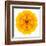 Yellow Concentric Marigold Mandala Flower-tr3gi-Framed Art Print