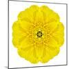 Yellow Concentric Marigold Mandala Flower-tr3gi-Mounted Art Print