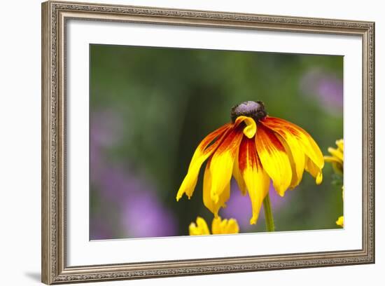 Yellow Cone Flower, Seattle, Washington, USA-Terry Eggers-Framed Photographic Print