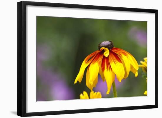 Yellow Cone Flower, Seattle, Washington, USA-Terry Eggers-Framed Photographic Print