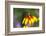 Yellow Cone Flower, Seattle, Washington, USA-Terry Eggers-Framed Photographic Print