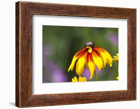 Yellow Cone Flower, Seattle, Washington, USA-Terry Eggers-Framed Photographic Print