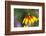 Yellow Cone Flower, Seattle, Washington, USA-Terry Eggers-Framed Photographic Print