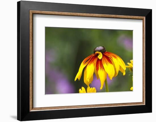 Yellow Cone Flower, Seattle, Washington, USA-Terry Eggers-Framed Photographic Print