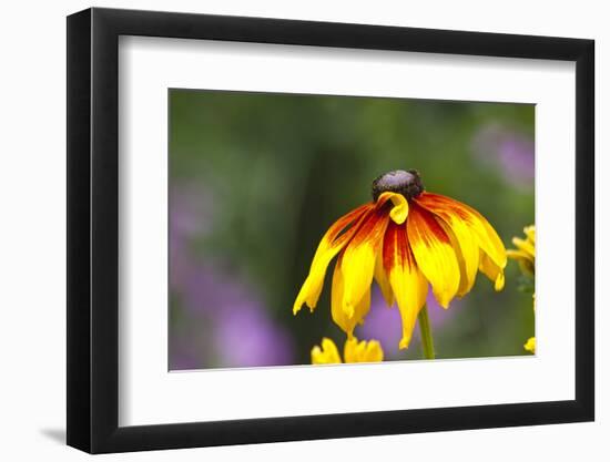 Yellow Cone Flower, Seattle, Washington, USA-Terry Eggers-Framed Photographic Print