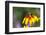 Yellow Cone Flower, Seattle, Washington, USA-Terry Eggers-Framed Photographic Print