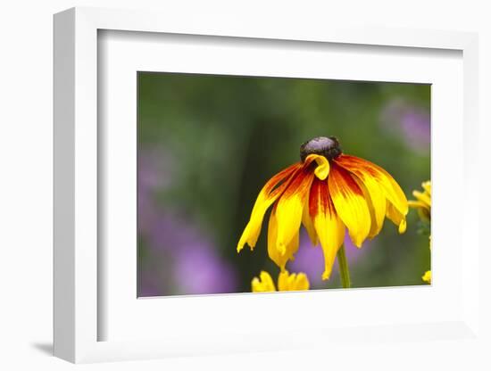 Yellow Cone Flower, Seattle, Washington, USA-Terry Eggers-Framed Photographic Print