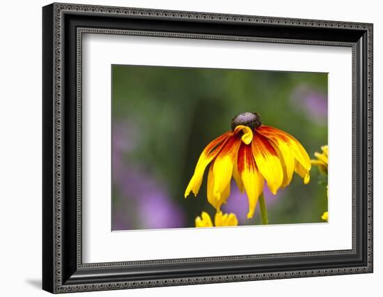 Yellow Cone Flower, Seattle, Washington, USA-Terry Eggers-Framed Photographic Print