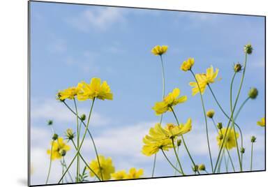 Yellow Cosmos Flowers With Light Blue Background Soft Focus