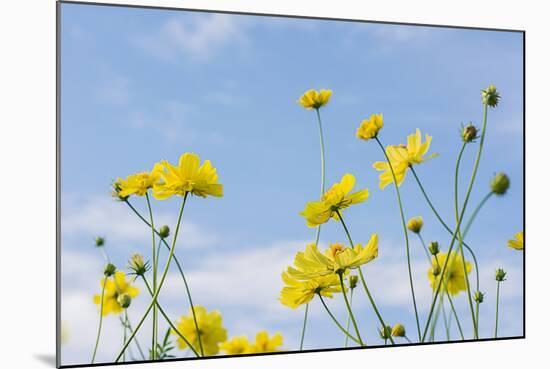 Yellow Cosmos Flowers With Light Blue Background Soft Focus