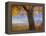 Yellow Cottonwood-Chris Vest-Framed Premier Image Canvas