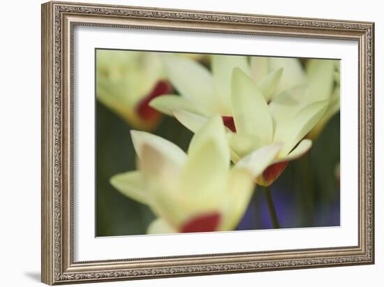 Yellow Cream I-Dana Styber-Framed Photographic Print