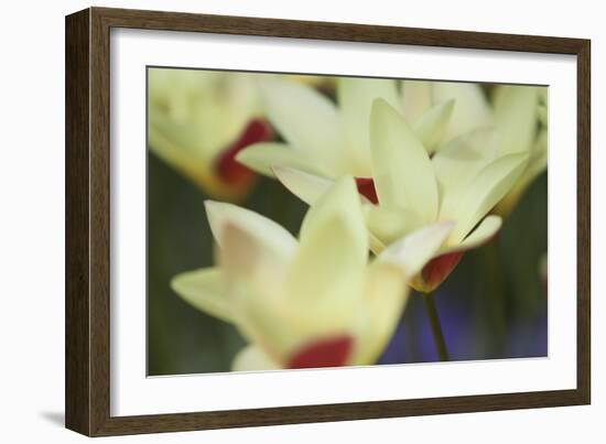 Yellow Cream I-Dana Styber-Framed Photographic Print