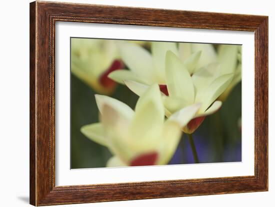 Yellow Cream I-Dana Styber-Framed Photographic Print