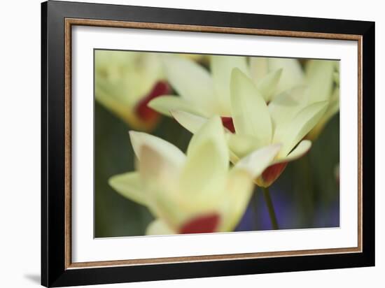 Yellow Cream I-Dana Styber-Framed Photographic Print