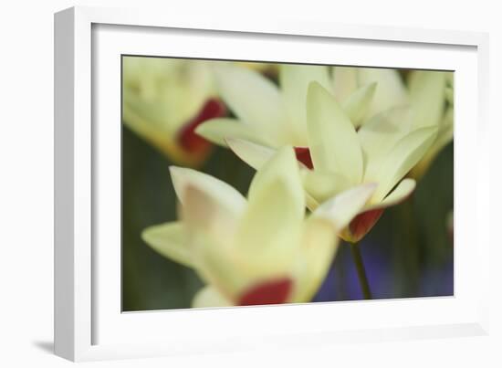 Yellow Cream I-Dana Styber-Framed Photographic Print