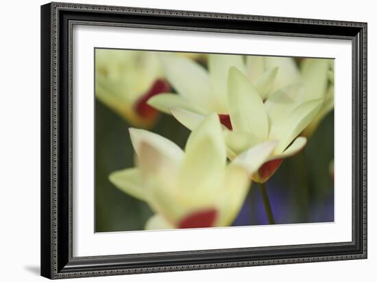 Yellow Cream I-Dana Styber-Framed Photographic Print