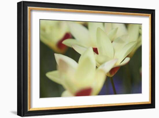 Yellow Cream I-Dana Styber-Framed Photographic Print