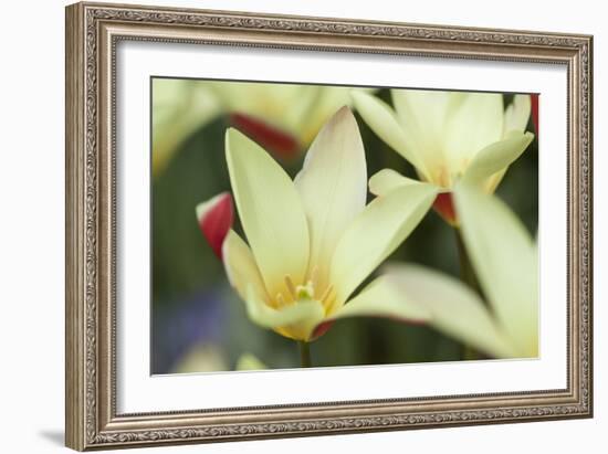 Yellow Cream II-Dana Styber-Framed Photographic Print