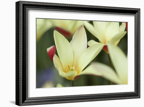 Yellow Cream II-Dana Styber-Framed Photographic Print