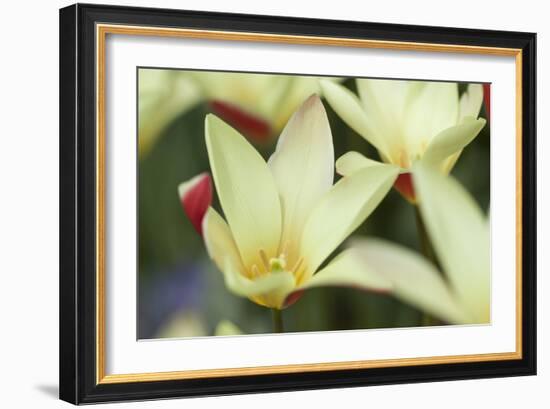 Yellow Cream II-Dana Styber-Framed Photographic Print