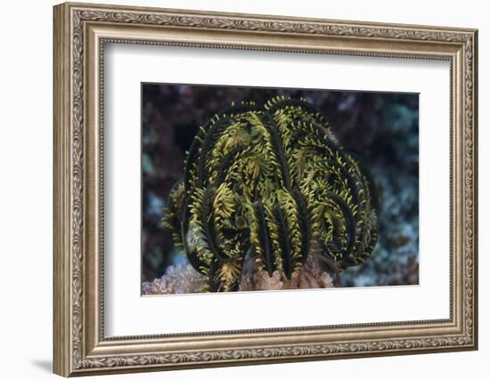 Yellow Criniod Feather Star Balled Up on the Reefs Edge in Fiji-Stocktrek Images-Framed Photographic Print