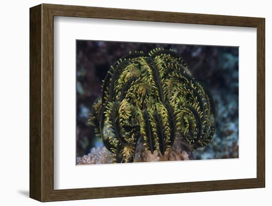 Yellow Criniod Feather Star Balled Up on the Reefs Edge in Fiji-Stocktrek Images-Framed Photographic Print