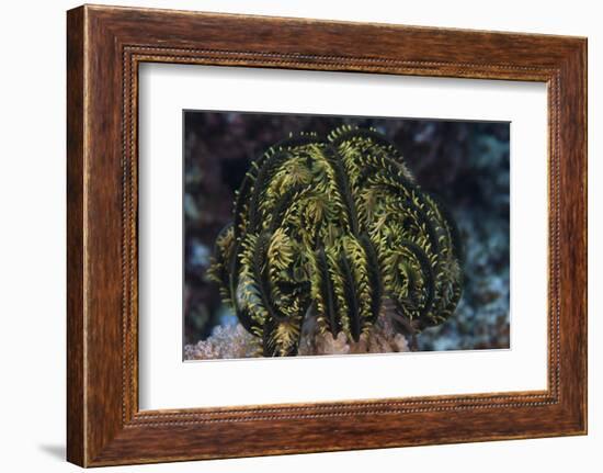 Yellow Criniod Feather Star Balled Up on the Reefs Edge in Fiji-Stocktrek Images-Framed Photographic Print