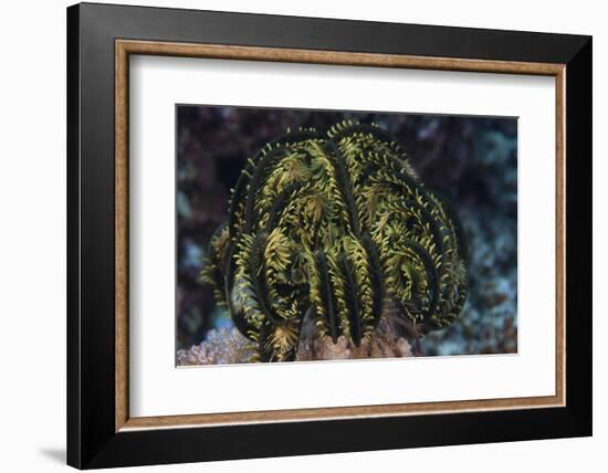 Yellow Criniod Feather Star Balled Up on the Reefs Edge in Fiji-Stocktrek Images-Framed Photographic Print