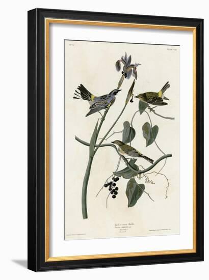 Yellow Crown Warbler-null-Framed Giclee Print