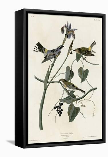 Yellow Crown Warbler-null-Framed Premier Image Canvas