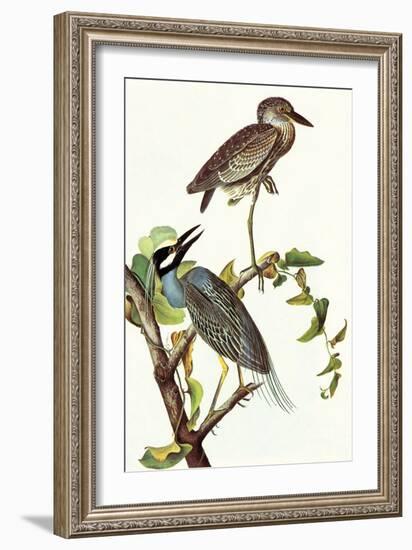 Yellow Crowned Night Heron and Little Blue Heron-John James Audubon-Framed Art Print