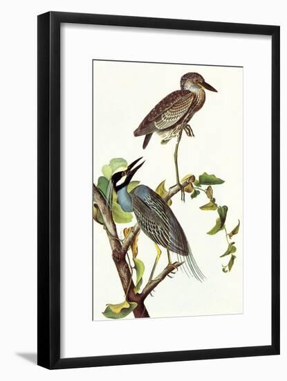 Yellow Crowned Night Heron and Little Blue Heron-John James Audubon-Framed Art Print