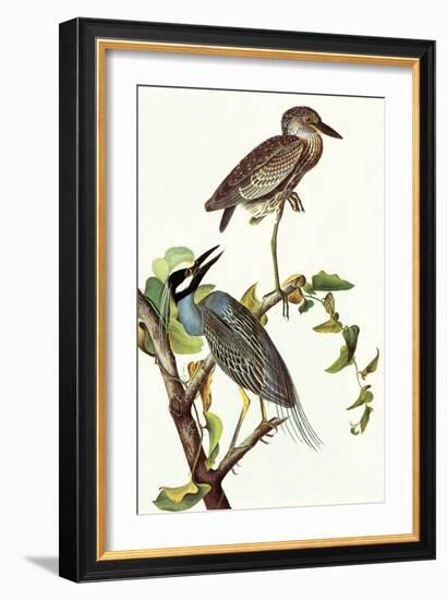 Yellow Crowned Night Heron and Little Blue Heron-John James Audubon-Framed Art Print