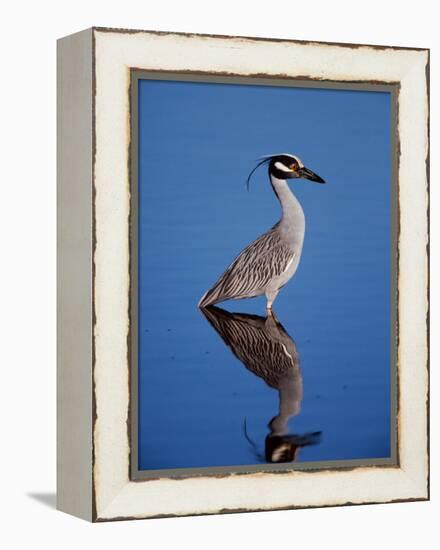 Yellow-crowned Night Heron Wading in Shallow Water, Ding Darling NWR, Sanibel Island, Florida, USA-Charles Sleicher-Framed Premier Image Canvas