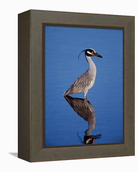 Yellow-crowned Night Heron Wading in Shallow Water, Ding Darling NWR, Sanibel Island, Florida, USA-Charles Sleicher-Framed Premier Image Canvas