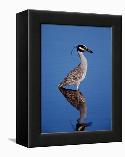 Yellow-crowned Night Heron Wading in Shallow Water, Ding Darling NWR, Sanibel Island, Florida, USA-Charles Sleicher-Framed Premier Image Canvas