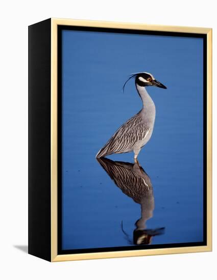 Yellow-crowned Night Heron Wading in Shallow Water, Ding Darling NWR, Sanibel Island, Florida, USA-Charles Sleicher-Framed Premier Image Canvas