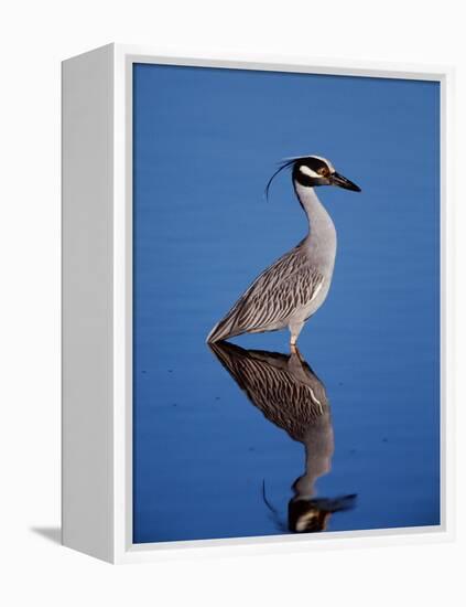 Yellow-crowned Night Heron Wading in Shallow Water, Ding Darling NWR, Sanibel Island, Florida, USA-Charles Sleicher-Framed Premier Image Canvas