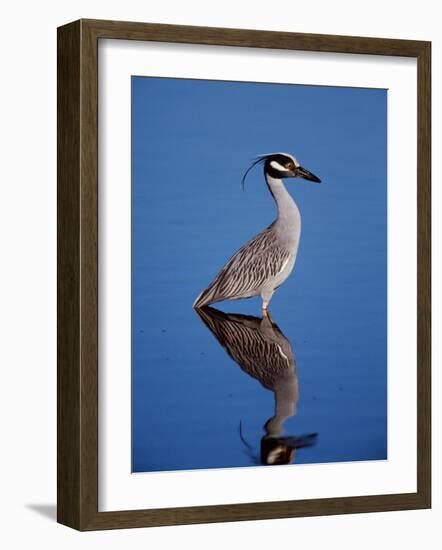 Yellow-crowned Night Heron Wading in Shallow Water, Ding Darling NWR, Sanibel Island, Florida, USA-Charles Sleicher-Framed Photographic Print