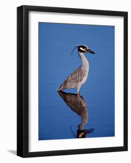 Yellow-crowned Night Heron Wading in Shallow Water, Ding Darling NWR, Sanibel Island, Florida, USA-Charles Sleicher-Framed Photographic Print