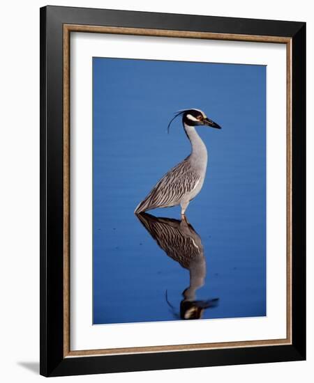 Yellow-crowned Night Heron Wading in Shallow Water, Ding Darling NWR, Sanibel Island, Florida, USA-Charles Sleicher-Framed Photographic Print