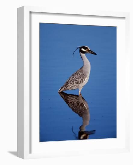 Yellow-crowned Night Heron Wading in Shallow Water, Ding Darling NWR, Sanibel Island, Florida, USA-Charles Sleicher-Framed Photographic Print