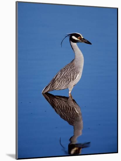 Yellow-crowned Night Heron Wading in Shallow Water, Ding Darling NWR, Sanibel Island, Florida, USA-Charles Sleicher-Mounted Photographic Print