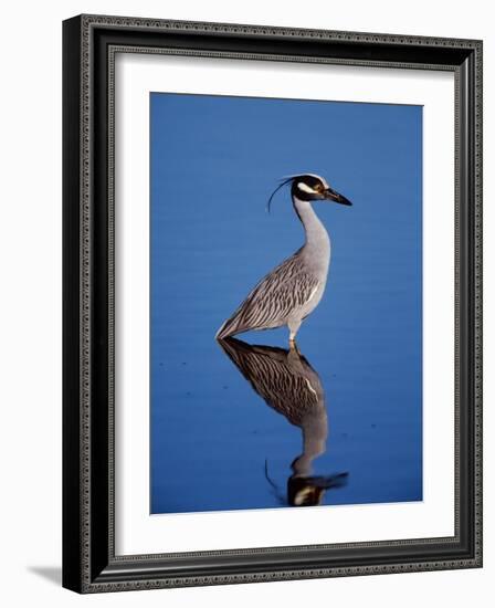 Yellow-crowned Night Heron Wading in Shallow Water, Ding Darling NWR, Sanibel Island, Florida, USA-Charles Sleicher-Framed Photographic Print